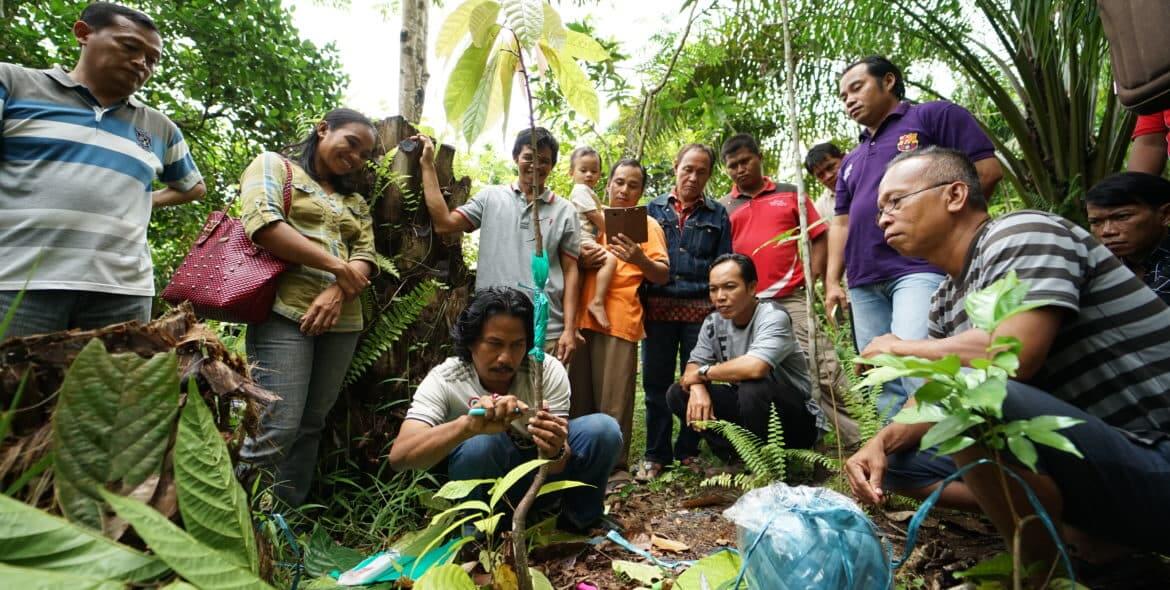 Trainier demonstriert Kakaobauern etwas an junger Kakaopflanze