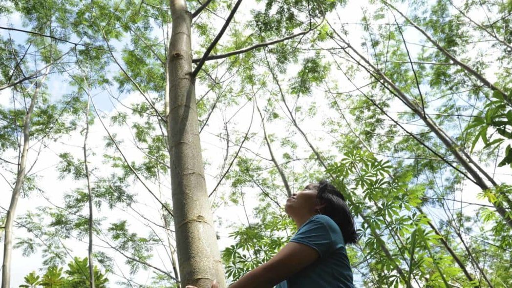Frau blickt neben einem jungen Sengon-Baum in Himmel - Senkenleistung