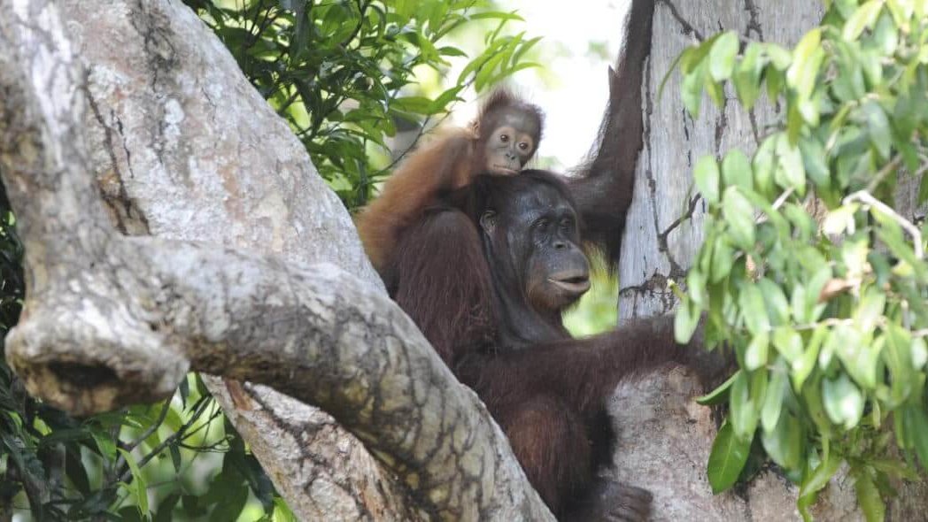 Orang-Utan mit kleinem Orang-Utan auf dem Rücken in den Bäume sitzend: Wiederherstellung von Ökosystemen