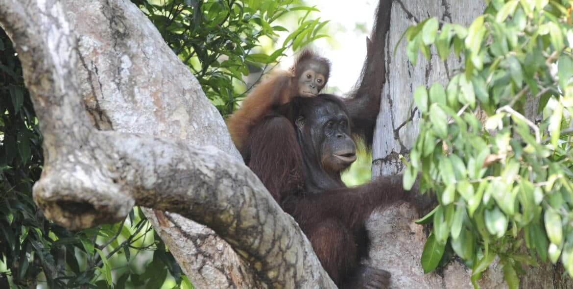 Orang-Utan mit kleinem Orang-Utan auf dem Rücken in den Bäume sitzend: Wiederherstellung von Ökosystemen
