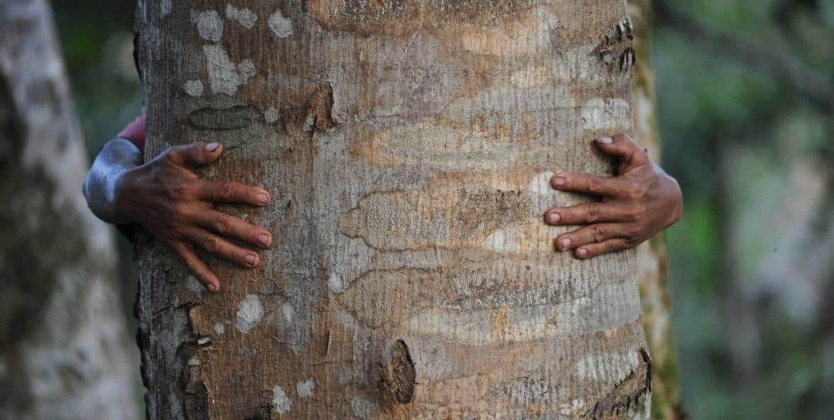 dicker Sengon-Holzstamm wird von umarmt