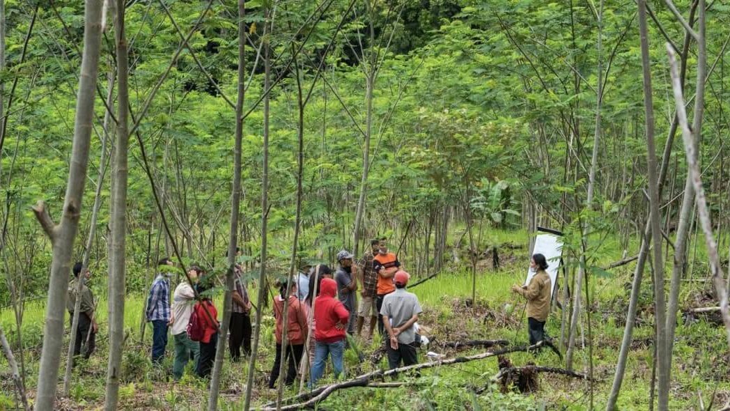 Farmer Field School: Gruppe von Menschen in jungem Sengon-Wald