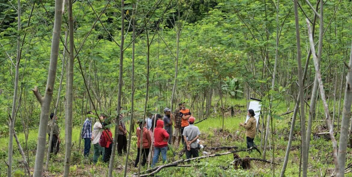 Farmer Field School: Gruppe von Menschen in jungem Sengon-Wald