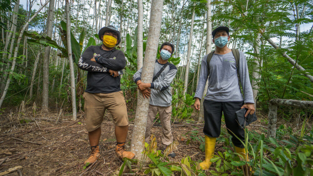 drei Kollegen mit Maske posieren im jungen Sengon-Wald