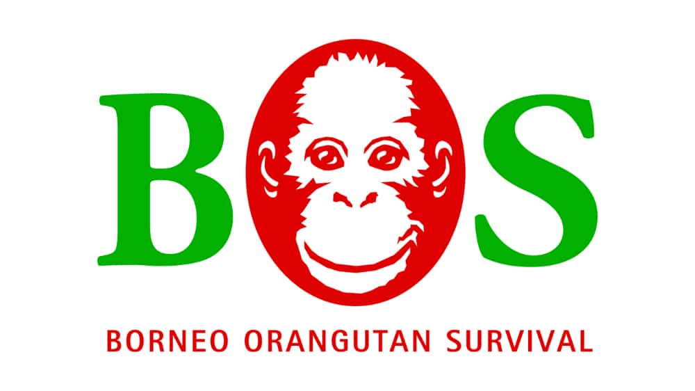 Logo Borneo Orangutan Survival