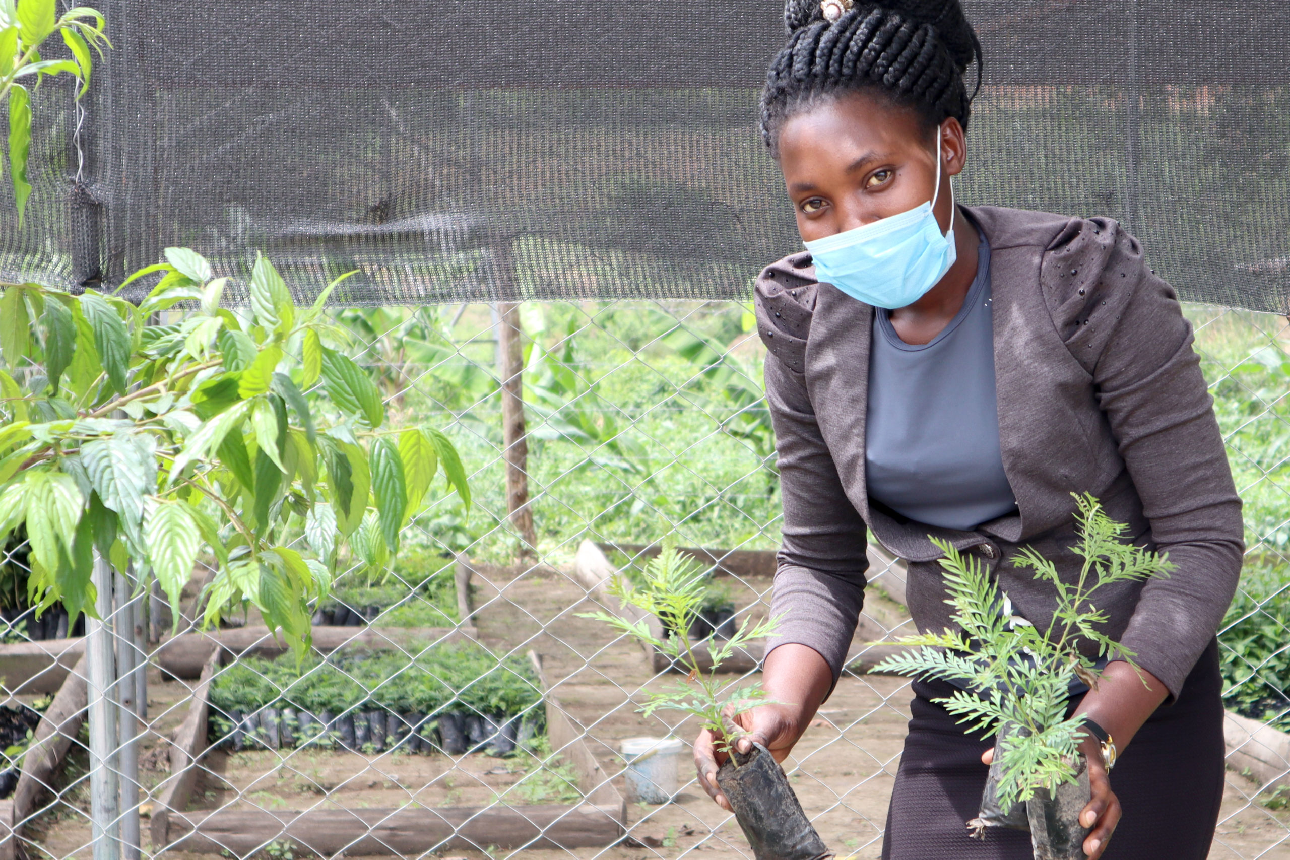 young farmer woman has two seedlings in her hands and stands in a tree nursery in Uganda