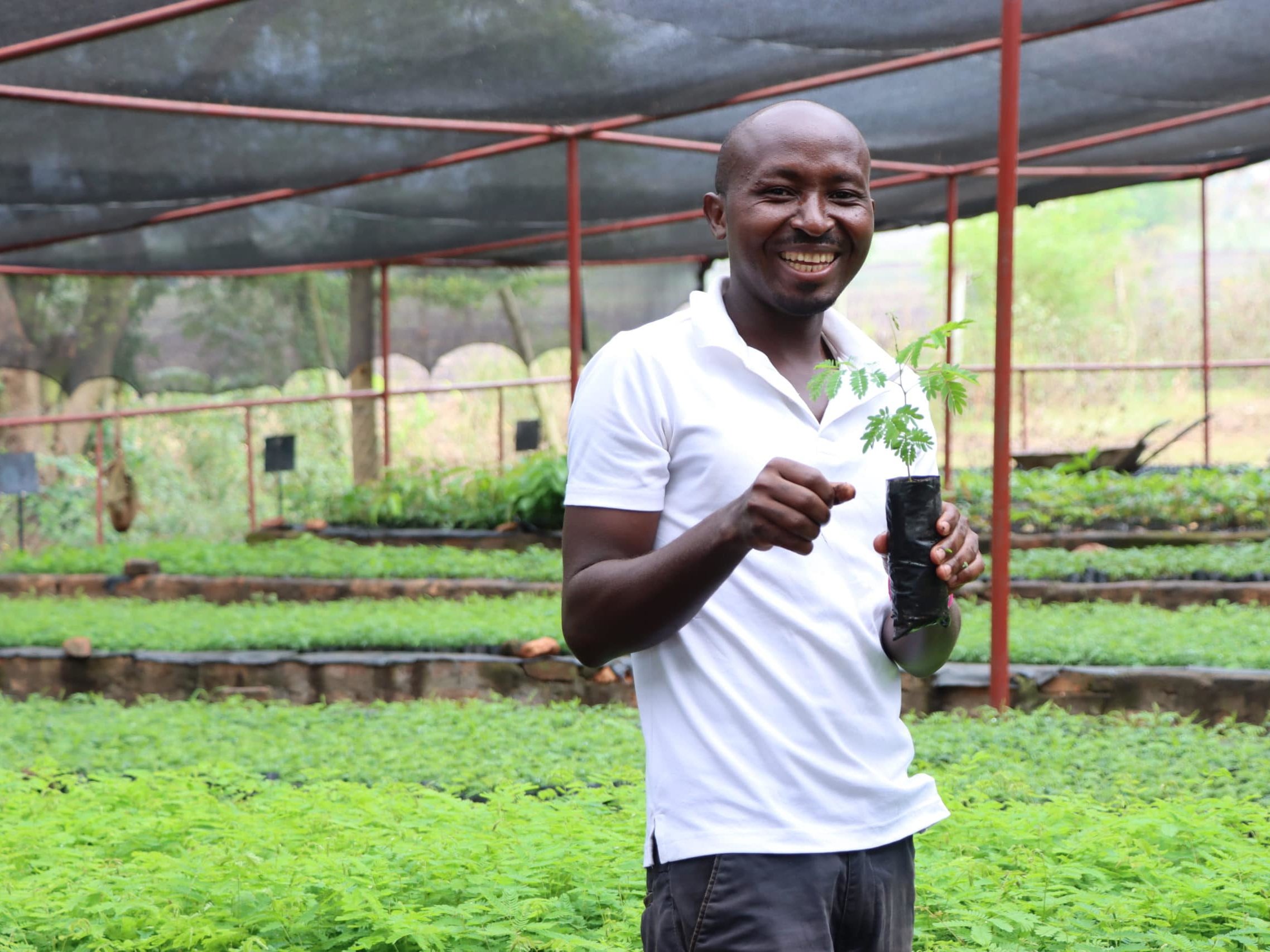 Colleague holding seedling, nursery Uganda