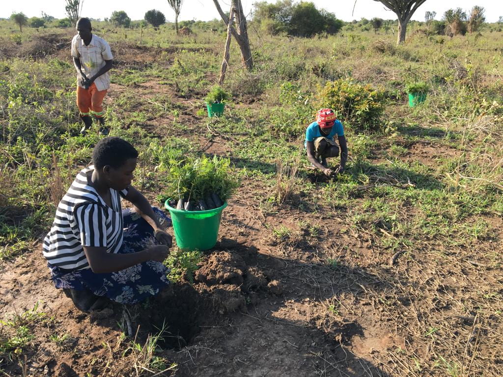 Kleinbäuerinnen und -bauern pflanzen die Setzlinge auf einer Fläche in Uganda.