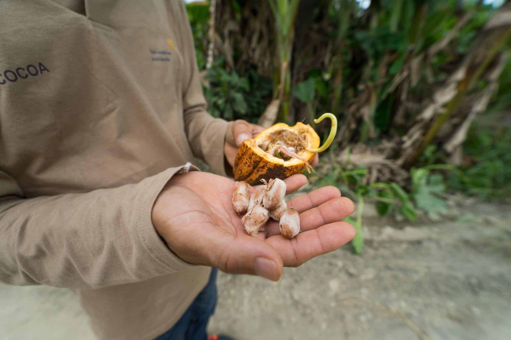 Kakaobohnen von Sulawesi