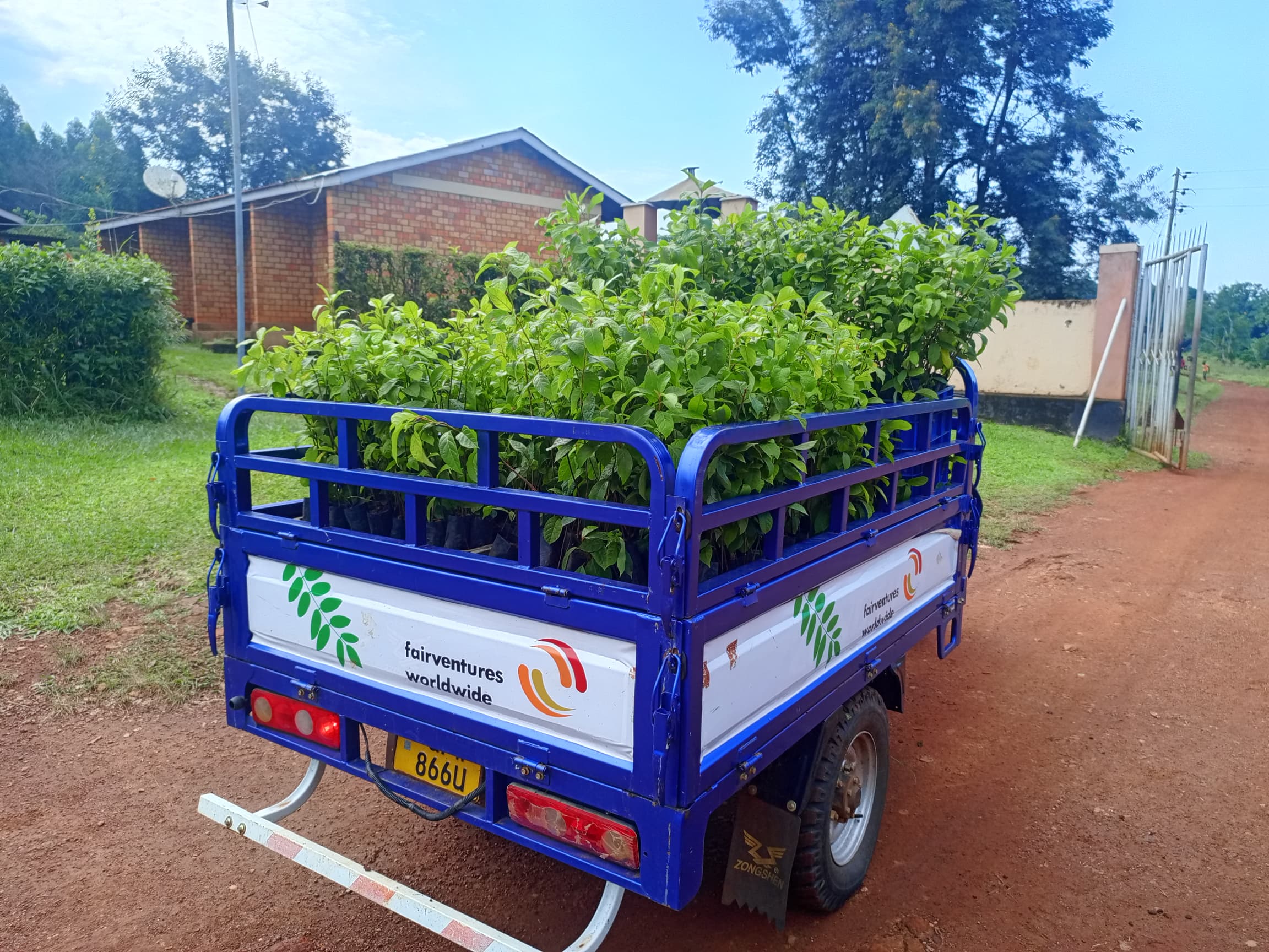 Transport of seedlings in Uganda